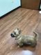 Cairn Terrier Puppies for sale in Reynoldsburg, OH 43068, USA. price: $1,000