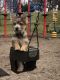 Cairn Terrier Puppies for sale in Falls Church, VA, USA. price: $3,500