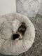Calico Cats for sale in Los Angeles, CA, USA. price: $250