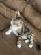Calico Cats for sale in San Antonio, TX 78215, USA. price: NA