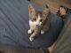 Calico Cats for sale in Parkville, MO, USA. price: NA