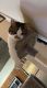 Calico Cats for sale in Portland, OR, USA. price: NA