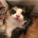 Calico Cats for sale in Tempe, AZ, USA. price: NA