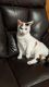 Calico Cats for sale in Newark, NY 14513, USA. price: $50