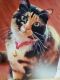 Calico Cats for sale in Paramount, CA, USA. price: $75