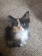 Calico Cats for sale in Canajoharie, NY, USA. price: $500