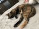 Calico Cats for sale in Ennis, TX, USA. price: $400