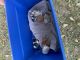Calico Cats for sale in Raymore, MO 64083, USA. price: NA