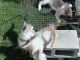 Calico Cats for sale in Denver, NC 28037, USA. price: NA