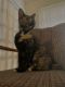 Calico Cats for sale in Daphne, AL, USA. price: $150