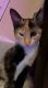 Calico Cats for sale in Phoenix, AZ, USA. price: $10