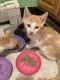 Calico Cats for sale in Cliffside Park, NJ, USA. price: NA