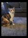 Calico Cats for sale in Richland, WA, USA. price: NA
