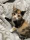 Calico Cats for sale in Downers Grove, IL, USA. price: $200