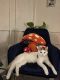 Calico Cats for sale in San Diego, CA, USA. price: NA
