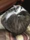 Calico Cats for sale in Jamestown, NY 14701, USA. price: NA