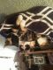 Calico Cats for sale in East Prairie, MO 63845, USA. price: NA