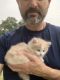 Calico Cats for sale in Kemah, TX, USA. price: NA