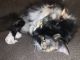 Calico Cats for sale in Lancaster, OH 43130, USA. price: NA