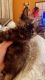 Calico Cats for sale in South Gate, CA, USA. price: $120