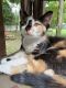 Calico Cats for sale in Allendale Charter Twp, MI, USA. price: NA
