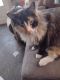 Calico Cats for sale in Neosho, MO 64850, USA. price: NA
