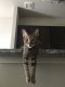 Calico Cats for sale in Midland, TX, USA. price: NA