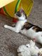 Calico Cats for sale in Fredericksburg, OH 44627, USA. price: $40