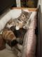 Calico Cats for sale in Richlands, NC 28574, USA. price: $25