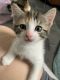Calico Cats for sale in East Northport, NY, USA. price: NA