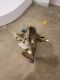 Calico Cats for sale in Otley, IA 50214, USA. price: NA