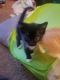 Calico Cats for sale in Antioch, CA 94509, USA. price: NA