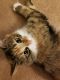 Calico Cats for sale in HVRE DE GRACE, MD 21078, USA. price: NA
