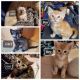 Calico Cats for sale in Vancouver, WA, USA. price: $125