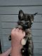 Calico Cats for sale in S Weston Creek Loop, Nampa, ID 83686, USA. price: $500