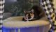 Calico Cats for sale in Las Vegas, NV, USA. price: NA