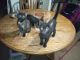 Calico Cats for sale in 12902 US-181, San Antonio, TX 78223, USA. price: NA