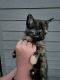 Calico Cats for sale in S Weston Creek Loop, Nampa, ID 83686, USA. price: NA