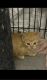 Calico Cats for sale in Bristow, VA, USA. price: NA
