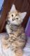 Calico Cats for sale in New York, NY, USA. price: $600