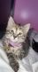Calico Cats for sale in New York, NY, USA. price: $500