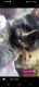 Calico Cats for sale in Albuquerque, NM 87124, USA. price: $20