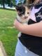Calico Cats for sale in Salem, OH 44460, USA. price: $500