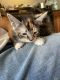 Calico Cats for sale in Fitchburg, MA 01420, USA. price: $350