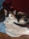 Calico Cats for sale in Quinlan, TX 75474, USA. price: NA