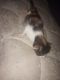 Calico Cats for sale in 20948 77th St, California City, CA 93505, USA. price: $500
