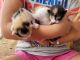 Calico Cats for sale in Elizabeth, CO 80107, USA. price: $150