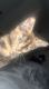 Calico Cats for sale in 1250 Skipper Rd, Tampa, FL 33613, USA. price: $100