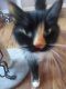 Calico Cats for sale in Loveland, CO, USA. price: NA
