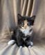 Calico Cats for sale in Auburn, WA, USA. price: $100